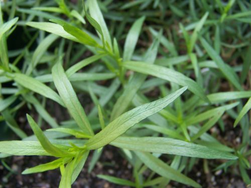 What Is Tarragon? 