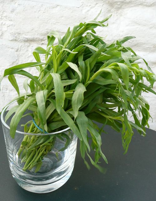 What Is Tarragon? 